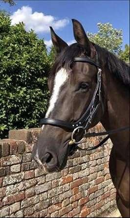 Benz Equestrian Anatomical Padded Bridle with Comfort Headpiece, Noseband, and Rubber Reins Ideal for Jumping and Dressage (Black , Cob / Medium)