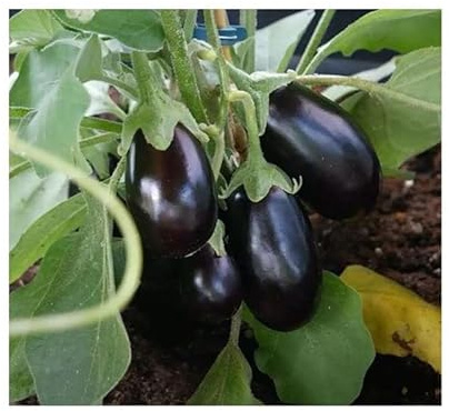 Pezzi - 4x Melanzana Patio Bebé F1 Solanum Melongena Giardino Piante - Seme KS256 - Seeds & Plants Shop by Ipsa