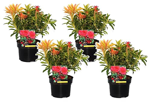 Plant in a Box - Pieris 'Flamme de forêt' - Set de 4 - Robuste arbuste exterieur jardin persistant - Pot 17cm - Hauteur 25-40cm