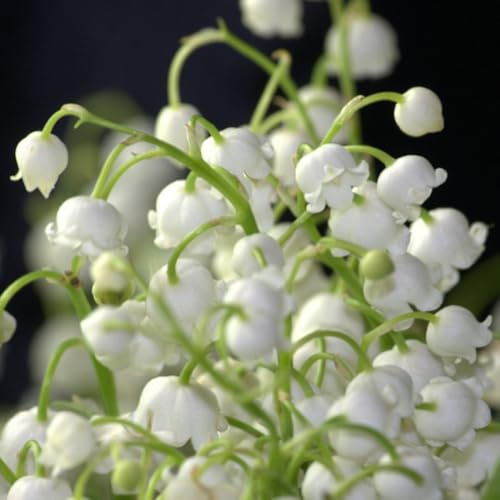 20bulbos Comprar de lirio de los valles, decoración sala estar, lirio los valles decorativas, reales eciente perenne