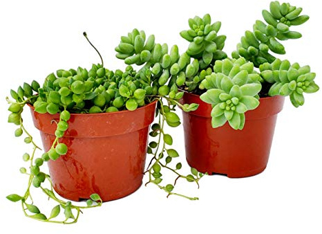 Fat Plants San Diego Succulent Plant(s) Fully Rooted in 4 inch Planter Pots with Soil - Real Live Potted Succulents/Unique Indoor Cactus Decor (2, String of Pearls and Sedum Burrito Combo)