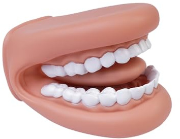 Tiardey Tooth Model Brushing Teaching Tooth Model Enlarged Mouth Model For Lectures And Teaching Educational Tooth Model Hand-Wear Soft Model For Student Classroom