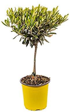 Bonplants Olea Europaea, Ulivo o Olivo, Alberello Vero Longevo e Simbolico, Vaso 17 cm, h 60 cm