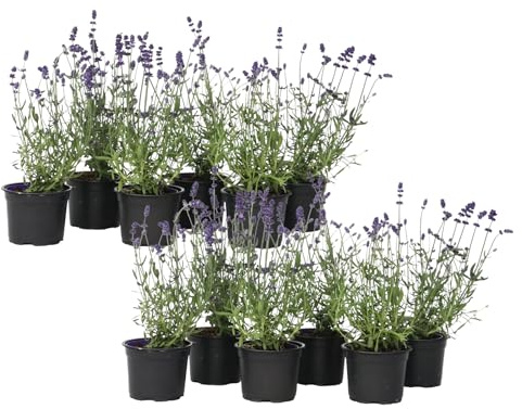 Plant in a Box - Buisson de lavande - Set de 12 - Lavandula angustifolia - Pot 10,5cm - Hauteur 10-15cm