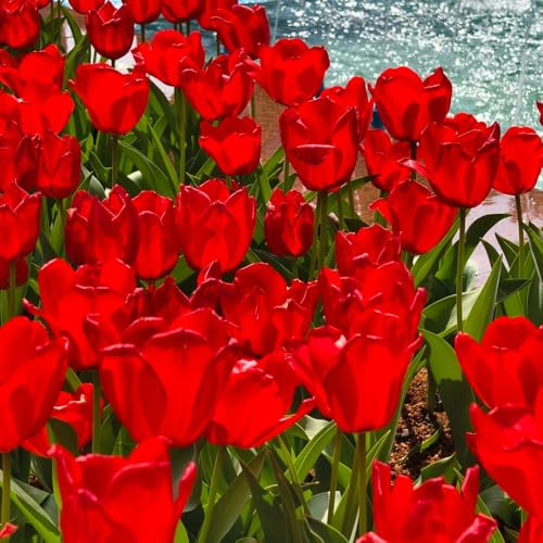 bulbi di tulipano selvatico - appartamento esotiche decorativi giardino balcone soggiorno primaverili estivi 20pcs