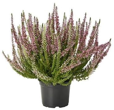 Brecina o Calluna Planta Navideña que es un Símbolo de Esperanza y Amor