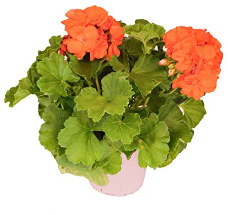 Geranio Naranja DECOALIVE Planta Natural para Terraza y Jardín