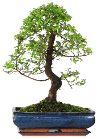 Bonsai Baum mit Keramik Blumentopf - Ligustrum, Ficus, Carmona, Podocarpus, Chinese elm - ca. 6-9 Jahre (30 cm Schale ca. 16 Jahre, Chinese elm P30 S)
