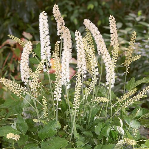 Actaea White Pearl - Hardy Perennial for Shade - Ornamental Plant with Striking White Flowers and Red Berries for Borders and Woodland Gardens (9cm Pot, 10-20cm)