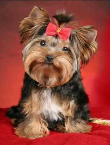1000 Pcs, Yorkshires Dog, Fun Jigsaw Puzzle，Adult Puzzle Posters Toy, Family Stress Reduction Games BE118KA
