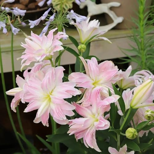 lilien pflanztöpfe pflanzenkübel pflanzendeko gartenpflanzen büropflanzen zimmerpflanzen hochbeet balkon hochbeete für garten winterharte balkonpflanzen dekopflanzen pflanztopf 6zwiebeln