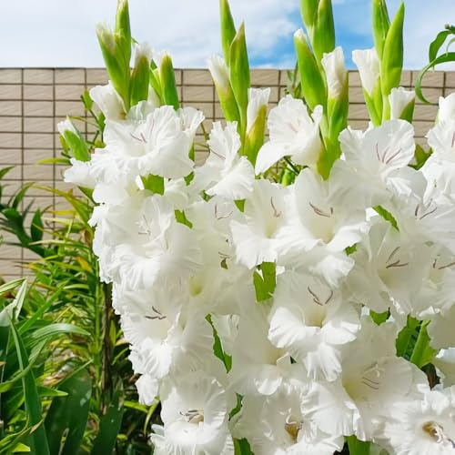 bulbi di gladioli giardino riverdimento tetti letto elevato giardino rocce bonsái balcone letti elevati decorativi Bulbi perenni 9pcs
