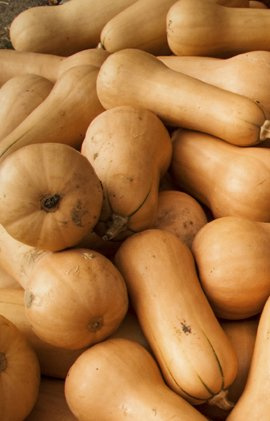 Seedeo Kürbis Butternut Waltham (Cucurbita moschata) 7 Samen BIO