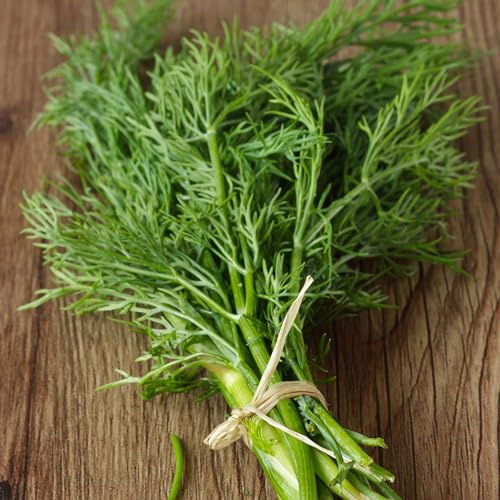 Eden Brothers Dill Seeds - Bouquet (Common)