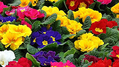 Primrose Mixed Boxed Bedding - 4 x 6 Packs - 24 Plants (Live Plants)