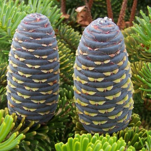 Plant World Seeds - Abies Koreana Seeds (Hardy Tree Seeds)