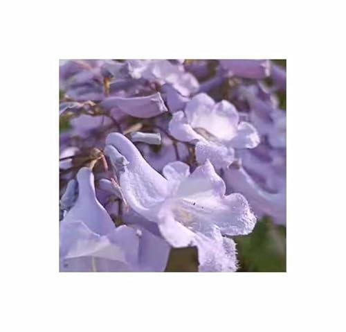 Stk - 10x Jacaranda caucana - Blauer Flamboyant Laubbaum Pflanzen - Samen ID1736 - Seeds & Plants Shop by Ipsa
