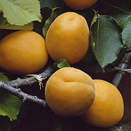 YouGarden Apricot 'Aprigold' Patio Fruit Tree Bare Root
