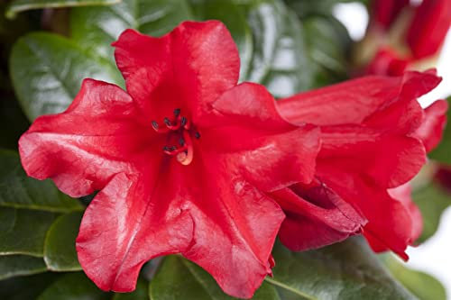 Rhododendron repens 'Baden Baden' 40-50 cm - Rhododendron, leuchtend rote Blüten, Blütezeit April-Mai, ideal für Kübel und Beete, winterhart und pflegeleicht