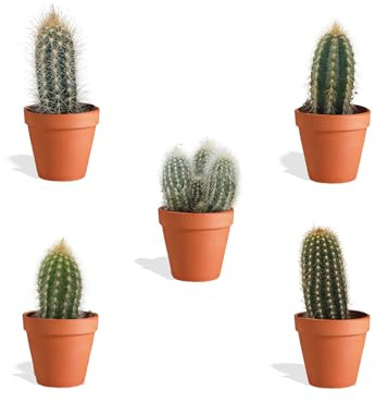 DutchLeafs Cereus Mix 5 Stück Verschiedene Mini-Kakteen im Ø 7 cm Terrakotta Blumentopf - Säulenkaktus Cactaceae Kaktus Kleine Pflanzen Sammlung Pflegeleichte Zimmerpflanzen - Höhe 8-15 cm