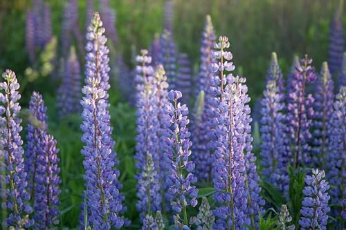 Lupine (Lupinus angustifolius) Samen (in blau). Sehr guter natürlicher Gründünger! (200 Samen = 34,0g)