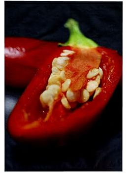 3dRose Capiscum Seeds - Chili, Chili Pepper, Chilli, Chilli Peppers, Pepper, Peppers, red 15x22 Hand Towel