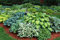 Aamish 20 pièces plante Hosta mixte