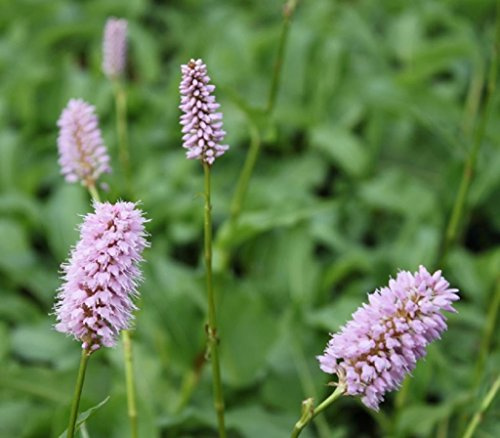 WASSERPFLANZEN WOLFF - 4er-Set im Gratis-Pflanzkorb - Persicaria bistorta - Bistorta officinalis - Schlangen-Wiesenknöterich, rosa