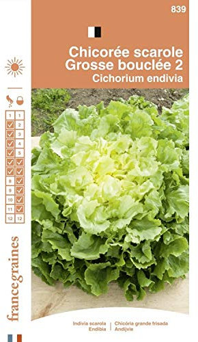 France Graines - Chicorée Scarole Gr Bouclée