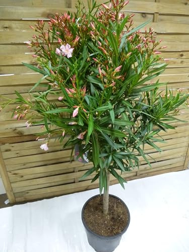 [Palmenlager] - XXL Oleander 150(!) cm -Hochstamm - PINK - Nerium oleander - mediterrane Pflanze