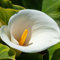 Calas Bulbos, Plantas De Lirio De Cala,Al Aire Libre Flores Cortadas,Plantas Perennes, Plantas En Macetas, Bulbos De Flores,Plantas De JardíN, Loto-2bulbos-C