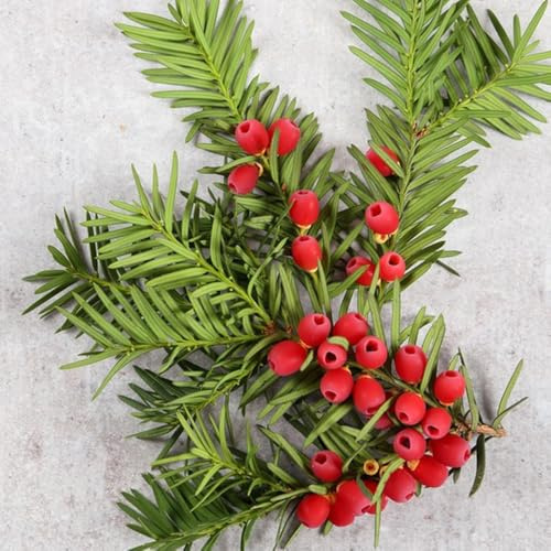 semi di tasso taxus baccata esotiche resistenti di tasso resistenti per il giardino da interno da balcone, 100pcs