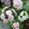 Semillas Geranios Naturales Exterior,Geranio Pelargonium, Flores De Jardín Flores Resistentes Perennes Plantas De Sombra Balcón Semillas Jardín - 30 Piezas