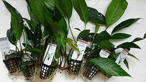 Schmalblättrige Anubias/Anubias Lenceolata - Aquarium-Pflanze