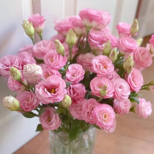 850 piezas Semillas de Eustoma rosa, Semillas de pradera de abejas Lisianthus - (Eustoma grandiflorum) Regalos para los amantes del jardín. Resistente semillas de mariposas para plantar