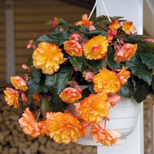 PREMIER SEEDS DIRECT - Begonia Tuberous - Illumination - Golden Picotee F1 (120 Pellets)