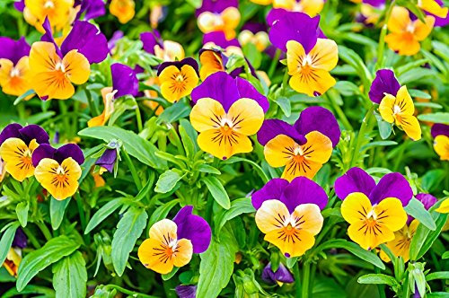 Viola del pensiero Cornetto Arancio Viola ; viola cornuto - semi