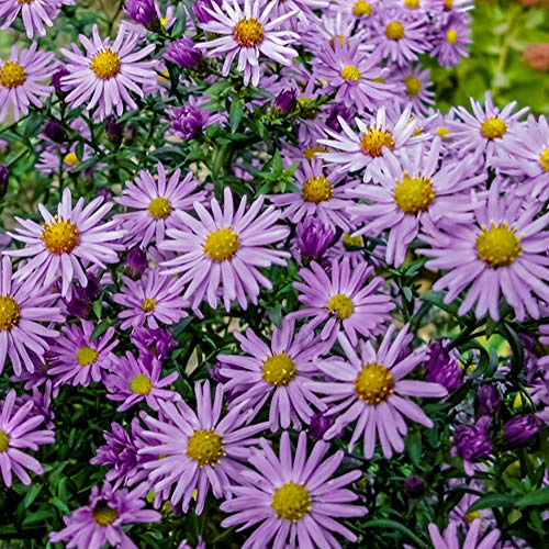 Aster 'Barbados' Dumosus Island Daisy Hardy Perennial Autumn Flowering Garden Plants Grow Your Own 1 x 3L Pot Aster 'Barbados' by Thompson and Morgan
