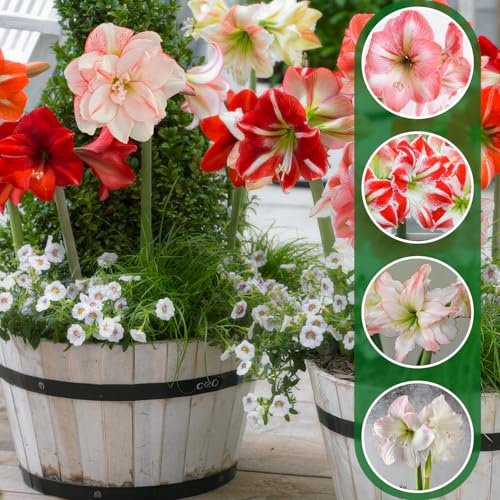 Amaryllis hemlig kollektion, (10 blomsterlökar i storformat 26/30), vinterhård hippeastrum lök perfekt för rum och trädgård, exklusiva riktiga växter från Holland (inga frön, vax)
