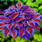 Haloppe 200 Pz Hosta Piante Semi per la Piantagione del Giardino di Casa, Semi di Hosta di Colore Misto DIY Fragrante Hosta Plantaginea Semi di Bonsai per Esterno Viola