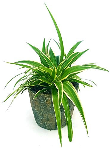 POWERS TO FLOWERS - CHLOROPHYTUM, FALANGIO IN VASO CERAMICA EFFETTO CORTECCIA, vaso 13cm, pianta vera