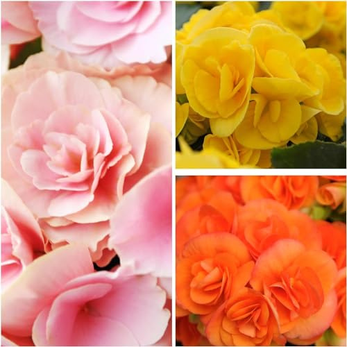 Begonias Double Sunny Collection, mezcla de 3 tubérculos de begonia de Holanda, begonias grandes reales (sin semillas y no artificiales), perennes para macetas y balcones, no resistentes