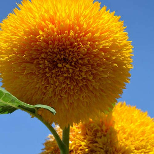 Outsidepride Giant Sungold Sunflower Seeds for Planting - 500 Pcs Annual, Easy to Grow Flower Seeds w/Vibrant, Abundant Blooms for Cut Flower Arrangements & Pollinator & Vegetable Gardens
