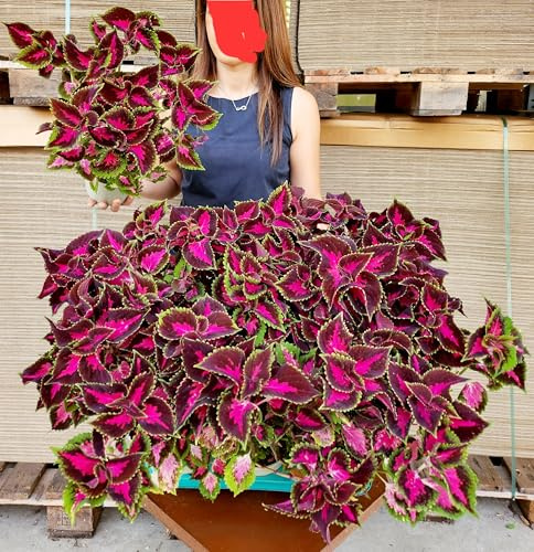 POWERS TO FLOWERS - COLEUS FOGLIA ROSSO/FUCSIA 4 PIANTE, VASO 14CM DIAMETRO, piante vere
