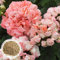 Benoon Semi Di Geranio, 600 Pezzi/Borsa Semi Di Geranio Perenne Fantastico Giardino Bonsai Rosa Semi Di Pelargonium Per La Casa Semi di Pelargonium