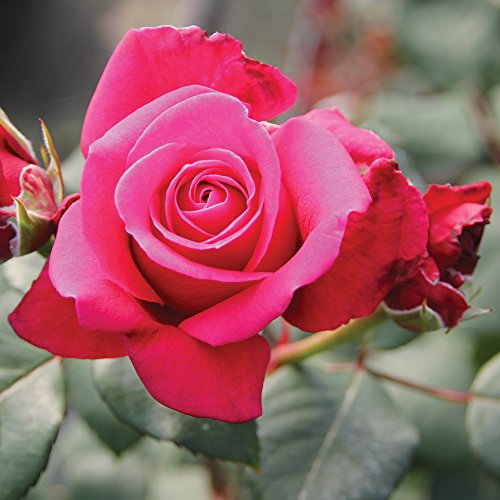 Red Roses Bush Garden Patio Plant, Charisma, 1 x Hybrid Tea Rose Bush Bare Root by Thompson & Morgan