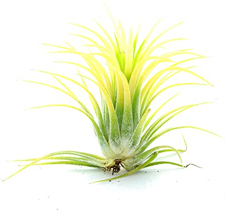 Tillandsia Ionantha de Color Amarillo Planta del Aire Amarilla Clavel del Aire Planta Exclusiva