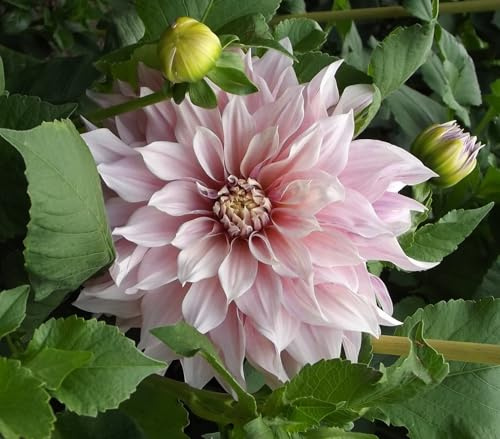 Dahlienknolle : Dahlia - Riesenschmuckdahlie  Cafe au Lait Royal  1 Knolle/Rhizom