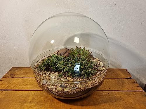 Terrarium plantes succulents Boule Verre