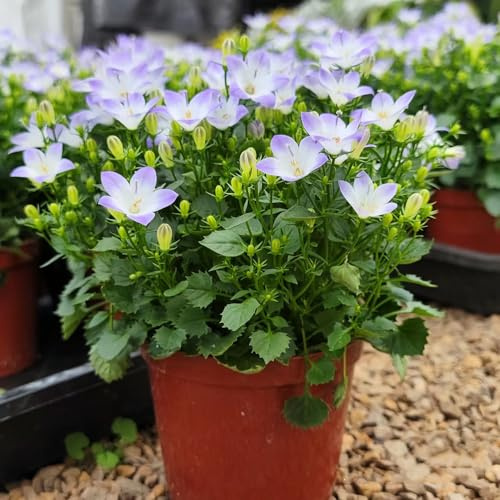 Semi di campanula rampicanti giardino sul balcone interno balcone interna rare rampicanti, esotiche arredamento 500pcs